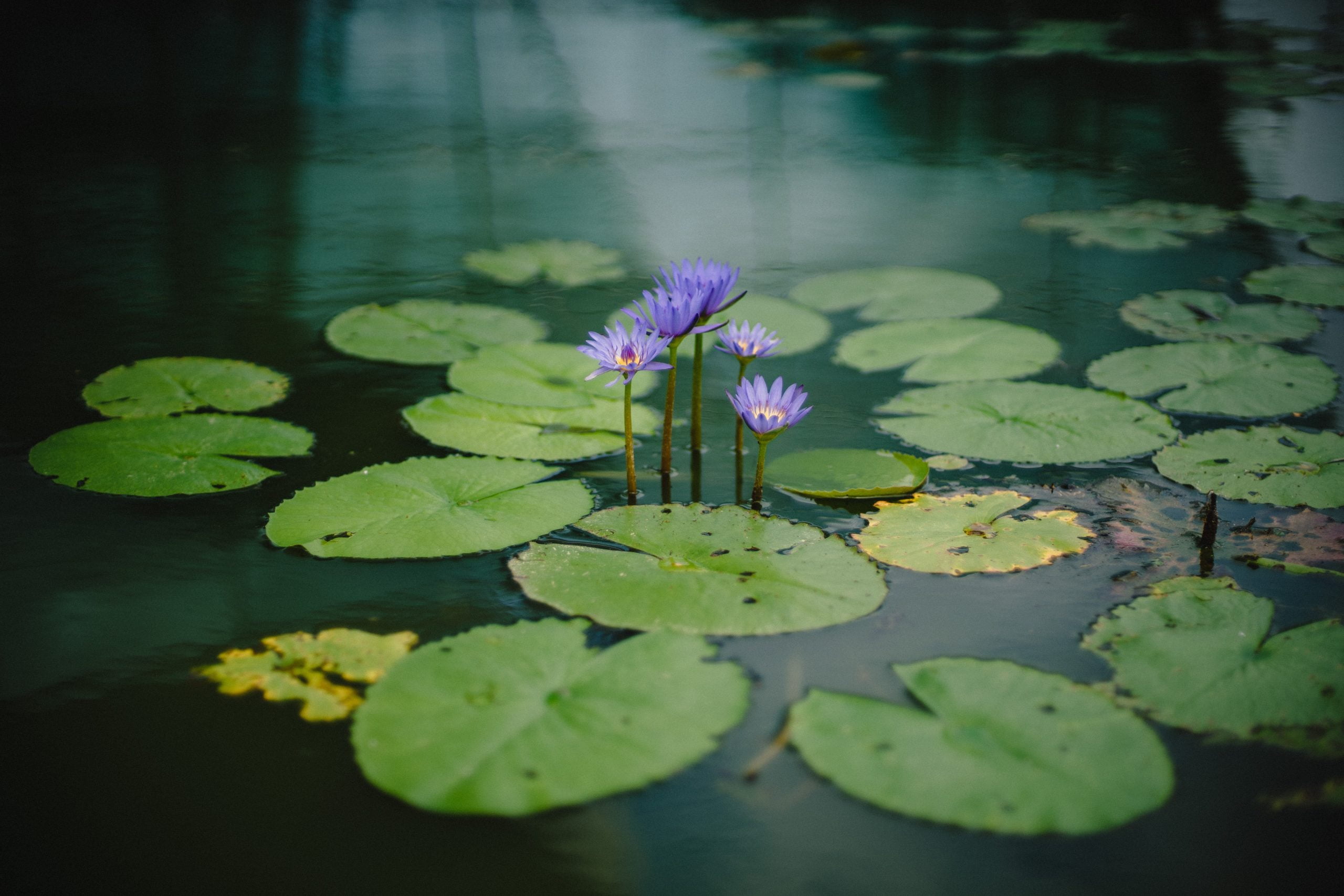 water features