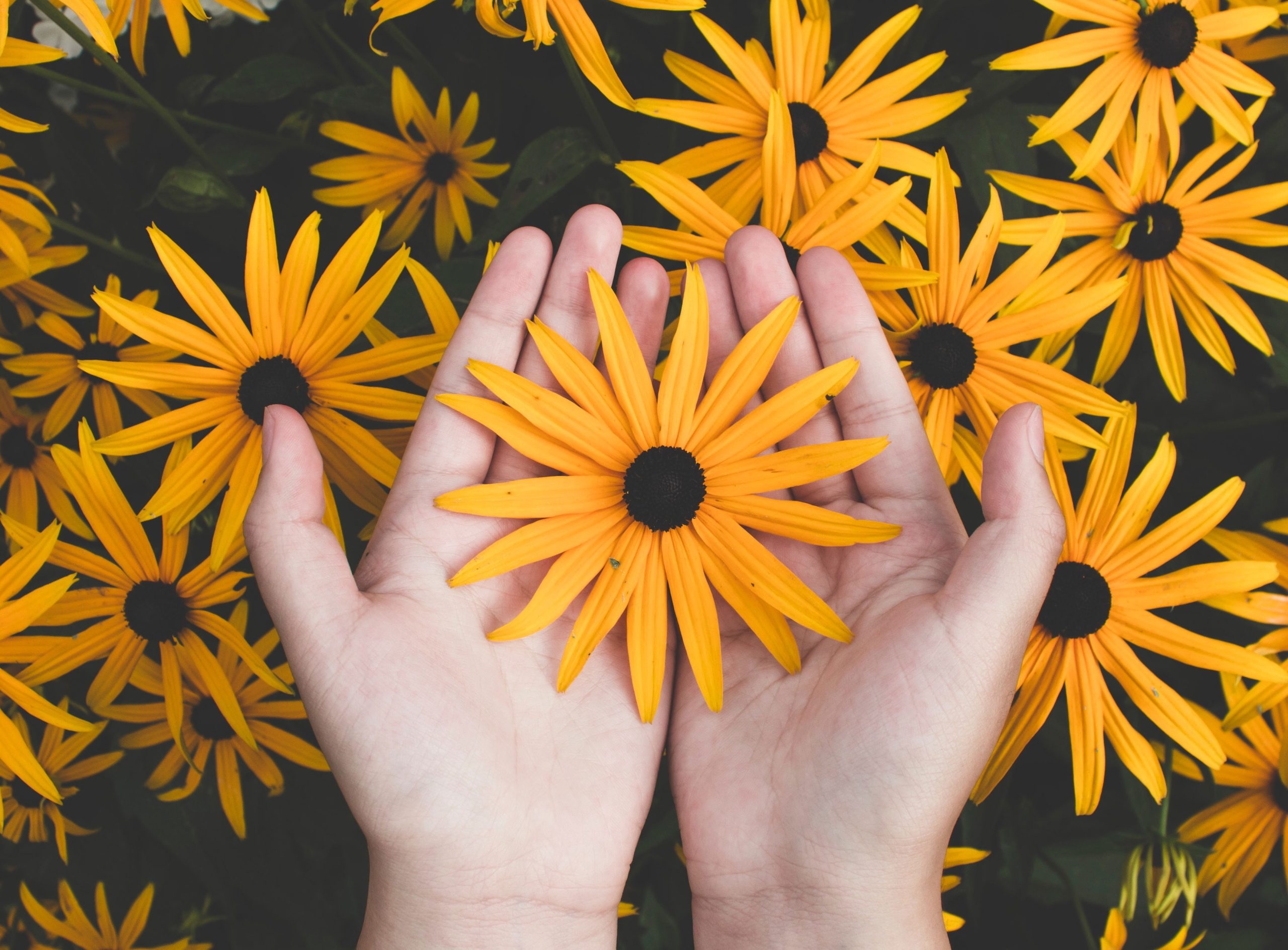 pexels-javon-swaby-1697912-03030 Hands holding a vibrant yellow daisy, surrounded by a multitude of similar flowers in the background.