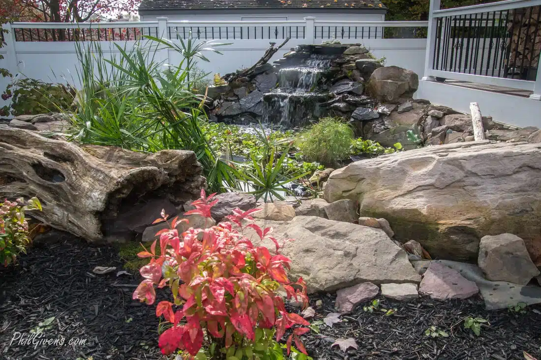 Small backyard pond with rocks, a waterfall, green plants, and red foliage in front, surrounded by a white fence.