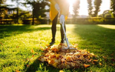 The Benefits of Seasonal Landscape Cleanups for Long-Term Property Health
