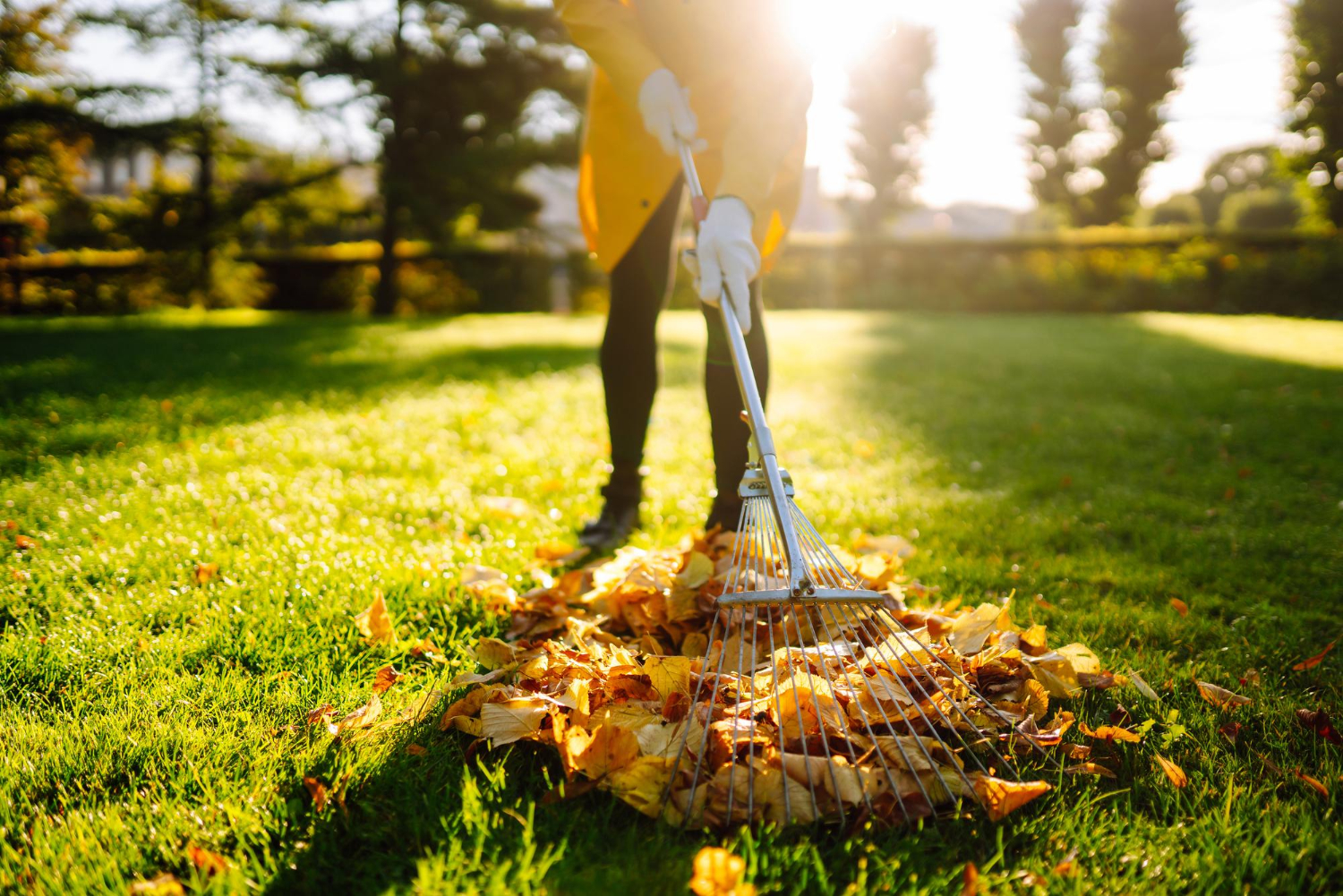 27792 Person raking autumn leaves on a sunny lawn, wearing gloves and a yellow jacket.