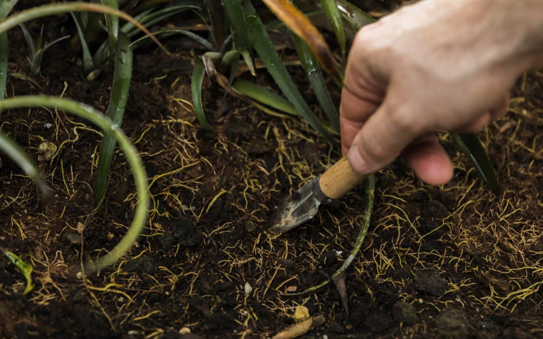 A hand uses a small garden tool to dig in soil with visible roots and green plants nearby.