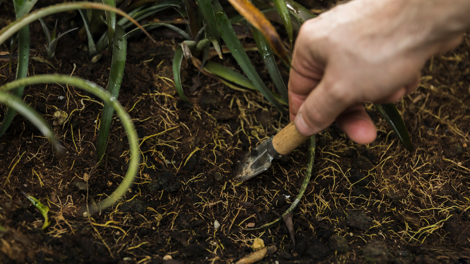 A hand uses a small garden tool to dig in soil with visible roots and green plants nearby.
